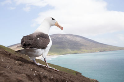 Seagull perching on a sea