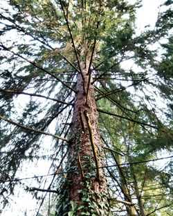 Low angle view of tree against sky