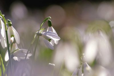 Close-up of white flowering plant