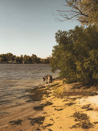 View of a horse in the water