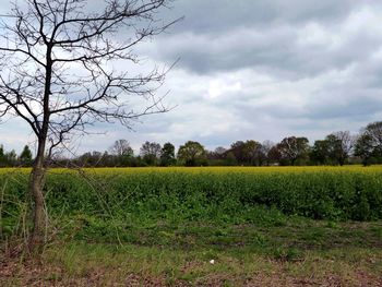 Scenic view of field against sky