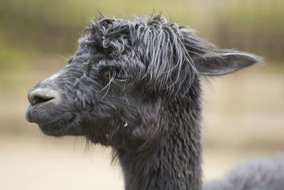 A side portrait of a suri alpaca with crinkled coat hair. copy space