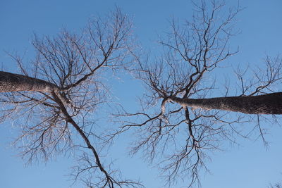 Low angle view of tree against clear sky