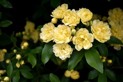Close-up of yellow flowering plant