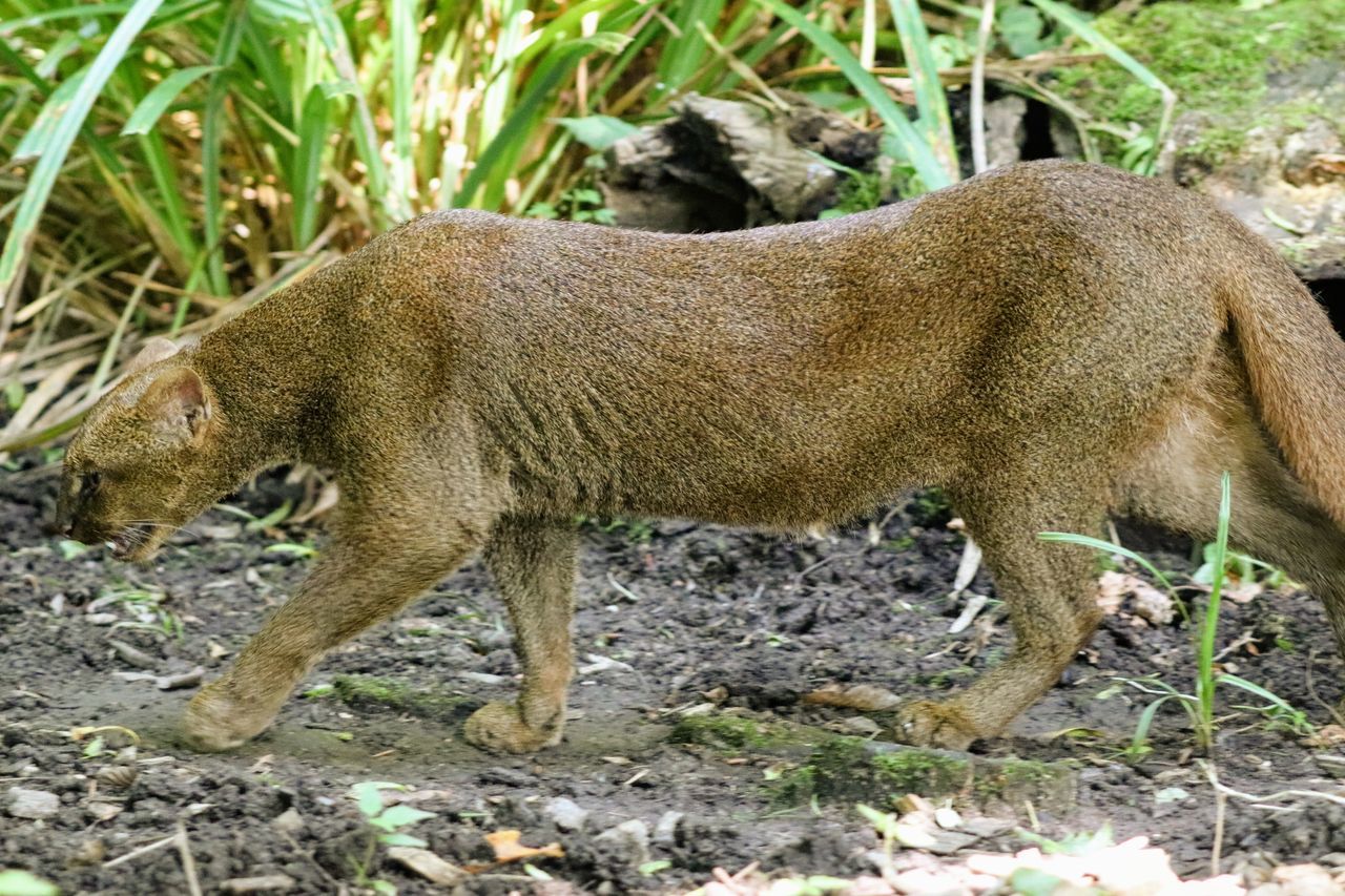 VIEW OF LION IN FOREST