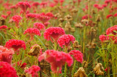 Close-up of red flowering plants on field