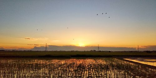 Birds flying over field against sky during sunset