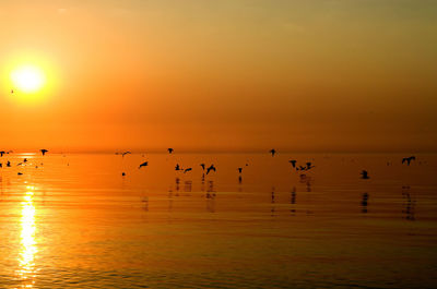 Flock of birds in sea at sunset