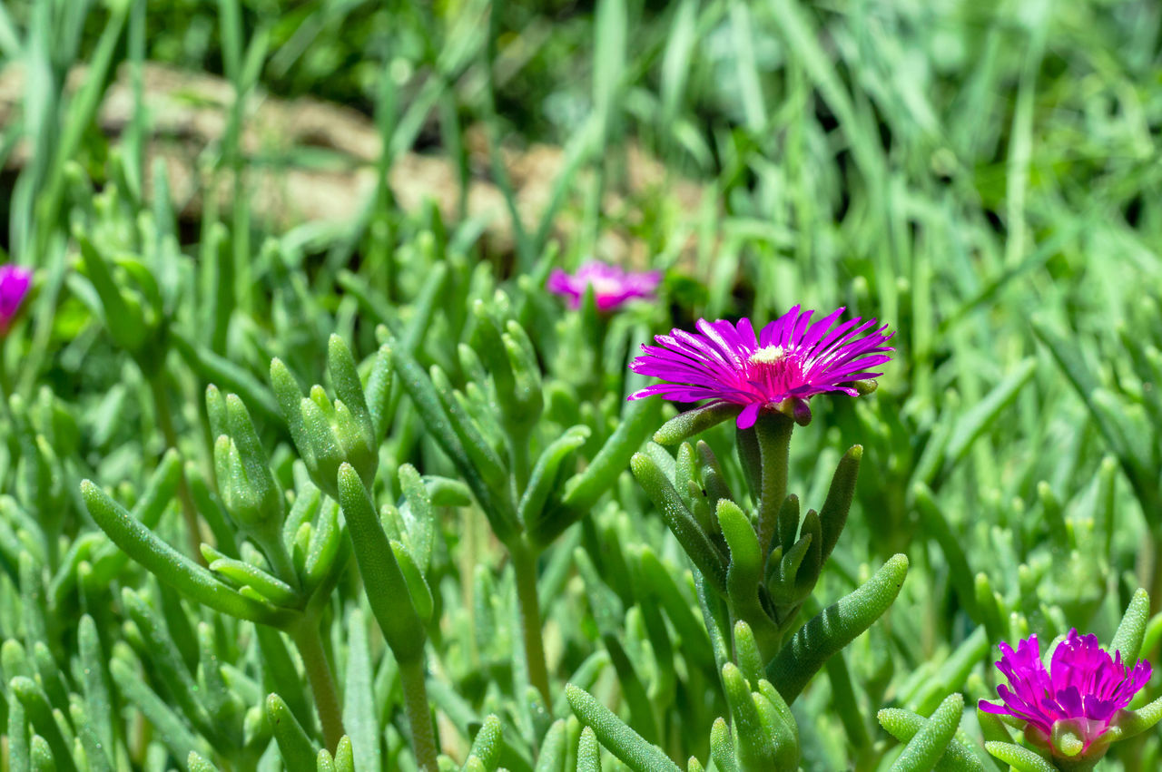 CLOSE-UP OF PURPLE FLOWERING PLANT