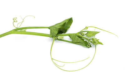 Close-up of green leaves against white background