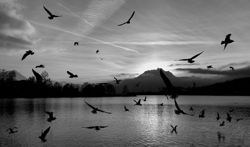 Flock of birds flying over water