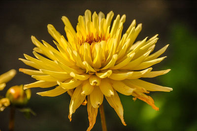 Close-up of yellow flower blooming outdoors