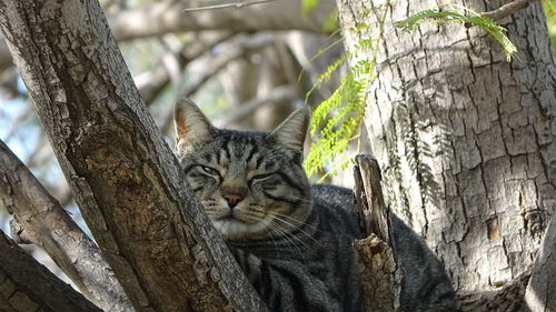 A cat is resting on tree. relaxed morning