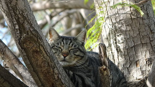 Portrait of a cat