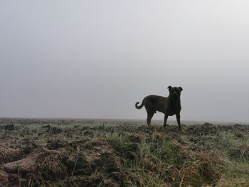 View of two horses on field