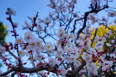 Low angle view of cherry blossom tree