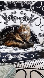 High angle portrait of cat on bed