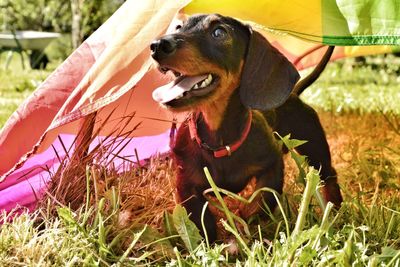 Close-up of dog standing on grassy field