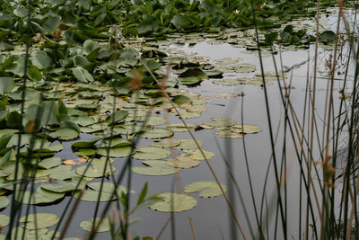 View of water lily in lake