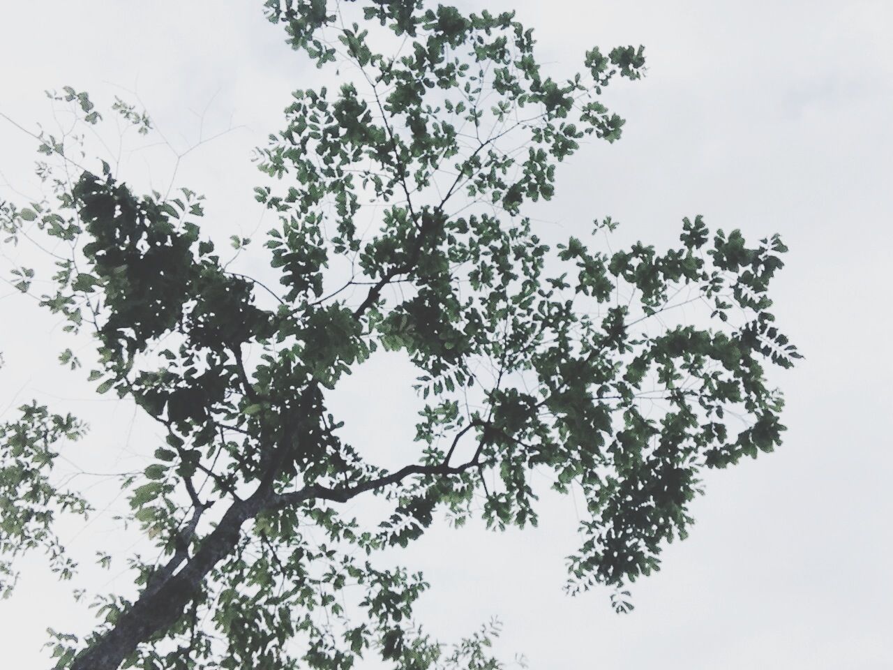 low angle view, tree, branch, growth, sky, nature, tranquility, beauty in nature, clear sky, leaf, day, outdoors, no people, high section, scenics, tranquil scene, green color, treetop, copy space, idyllic