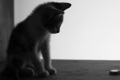 Cat sitting on floor