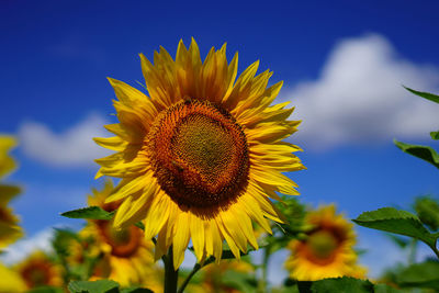 Close-up of sunflower against sky