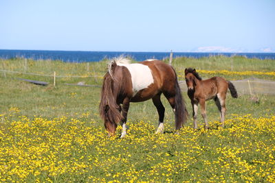 Horses in a field