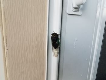 Close-up of insect on white door