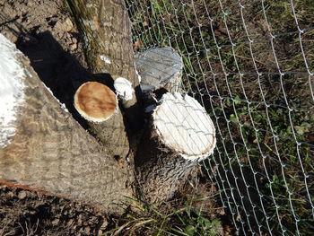 High angle view of tree stump on field