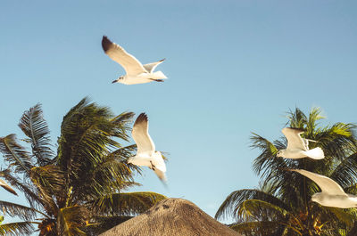 Low angle view of seagull flying in sky