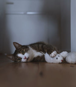 Close-up of cat lying on floor at home