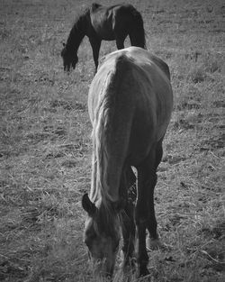 Horse grazing on field