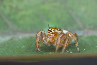 Close-up of spider