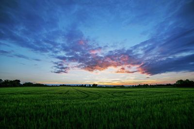 Scenic view of agricultural field against sky during sunset