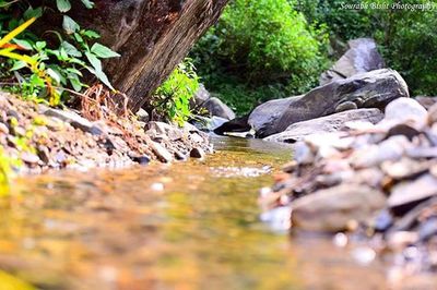 Stream flowing through rocks in forest