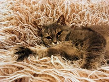 Close-up portrait of cat relaxing