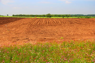 Scenic view of field against sky