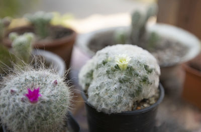 Close-up of succulent plant in pot