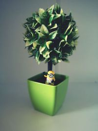 Close-up of potted plant on table