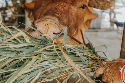 Close-up of a cow