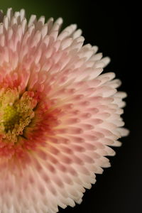 Close-up of pink flower