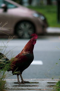 View of a bird