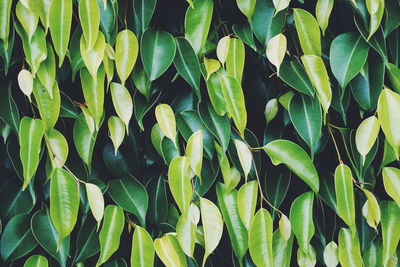 Full frame shot of green leaves