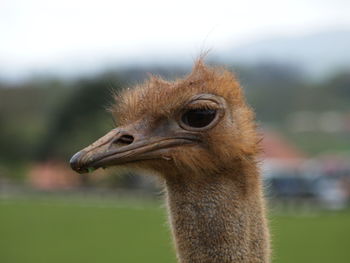 Close-up of ostrich on field