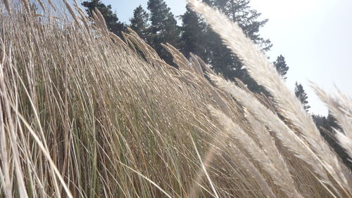 Low angle view of tree