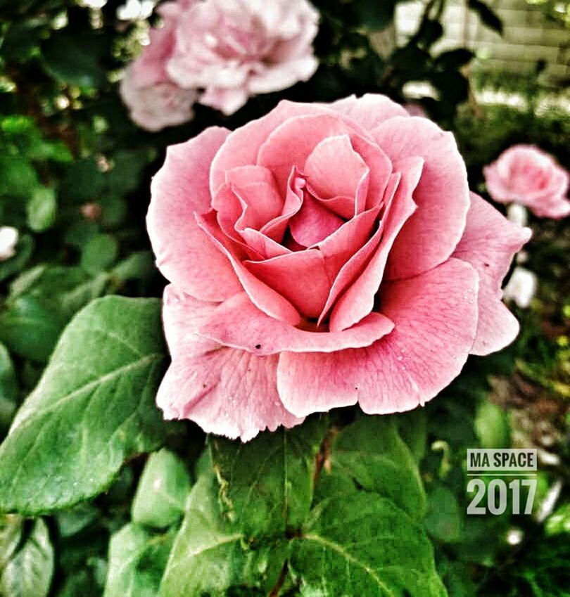 flower, petal, nature, beauty in nature, fragility, flower head, text, close-up, plant, growth, outdoors, day, pink color, no people, leaf, freshness, blooming