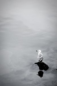 Bird in water