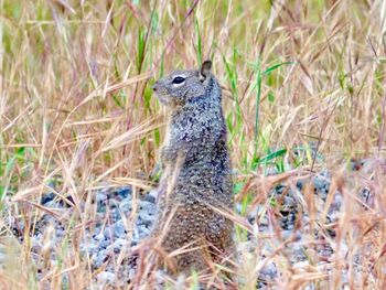 Close-up of an animal on land