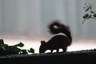 Squirrel on the wall 