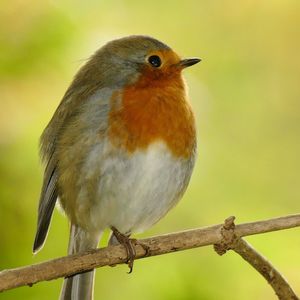 Close-up of bird perching on branch